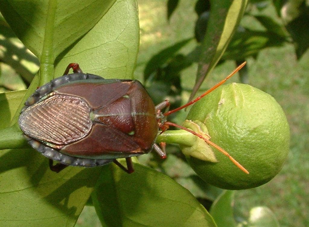 Where do Stink Bugs Go And Live During The Day