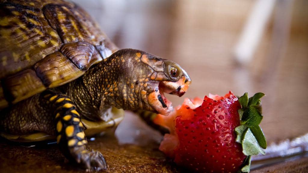 8 Common Animals That Love Your Strawberries (Repel Them!)