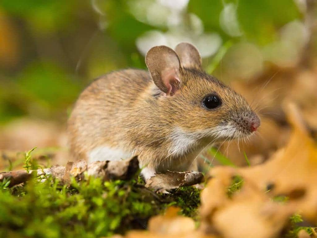 How To Use Citronella Plants To Naturally Repel Mice