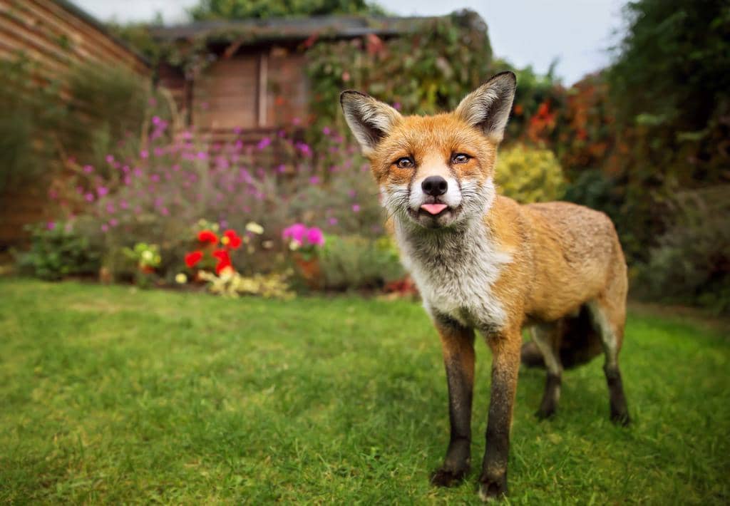 What To Do If You See A Fox In Your Yard: Step-By-Step