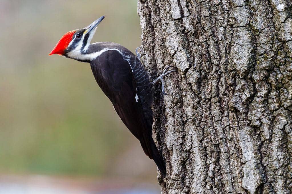 Do Woodpeckers Peck During The Nighttime?