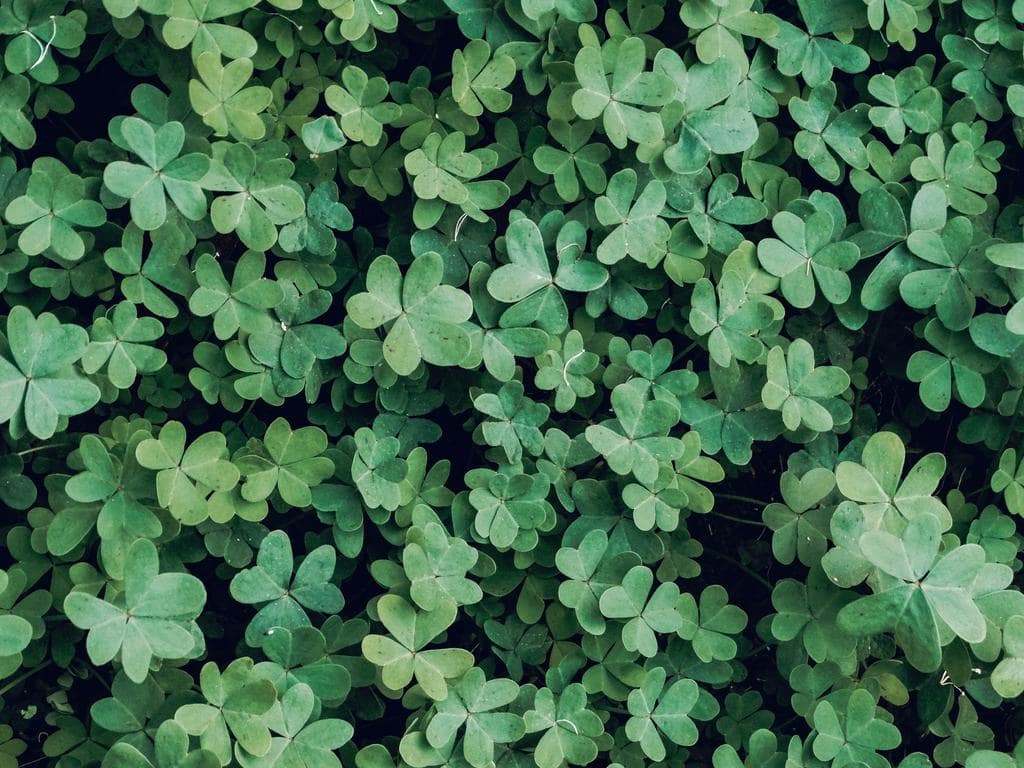 Clover Plants: How To Use Them To Repel Rats