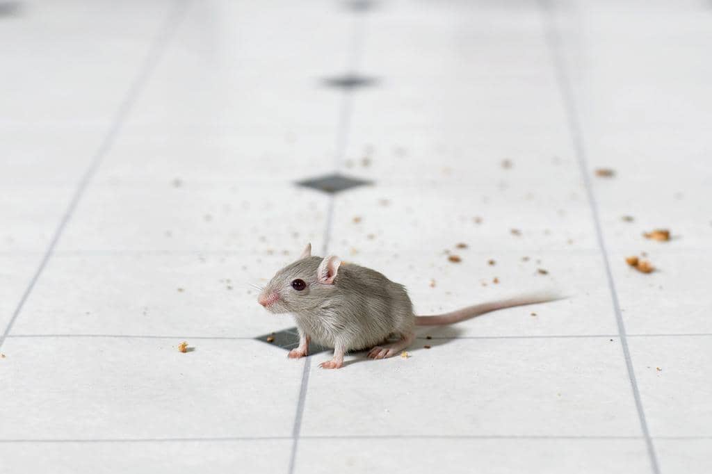 Using Air Fresheners To Keep Mice Away (And Why It Works!)