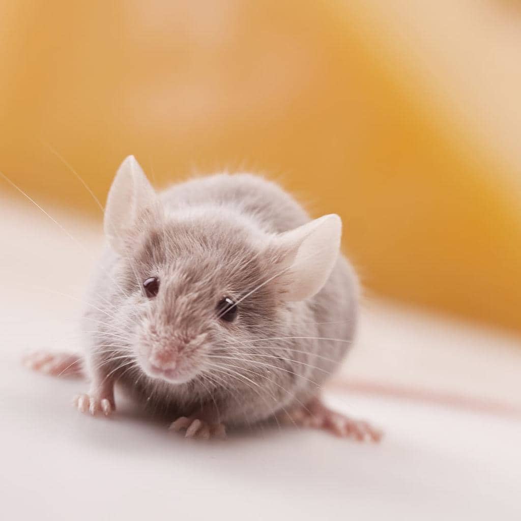 Why Peppermint Mouthwash Works To Keep Mice Away