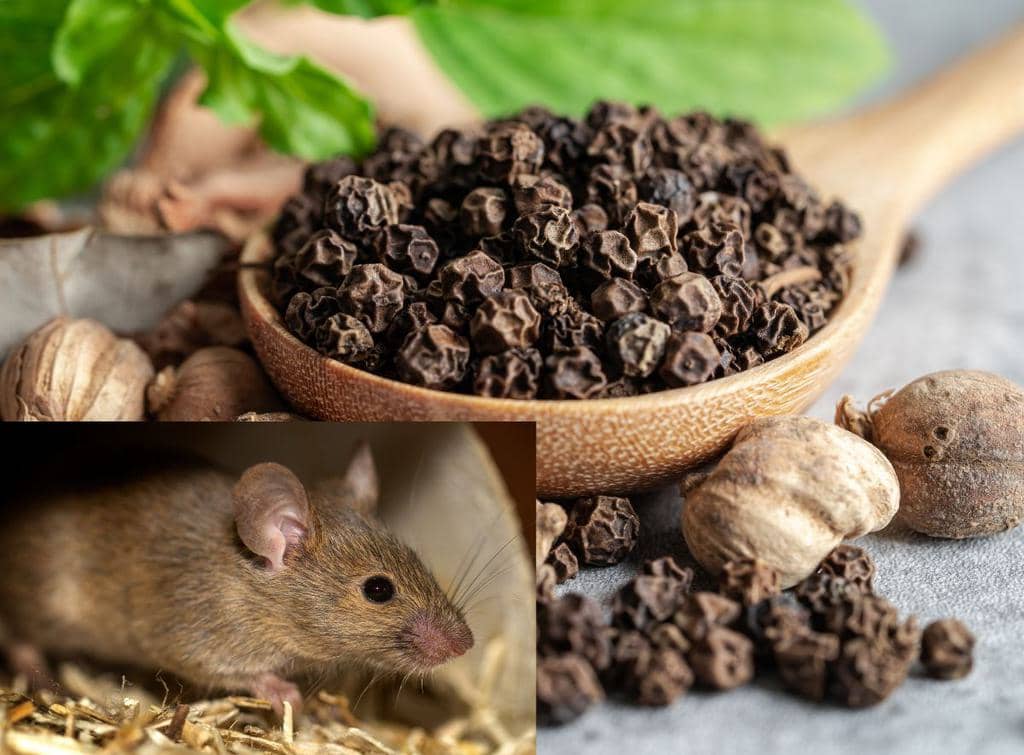 How To Use Black Pepper To Keep Mice Away (And Why It Works)