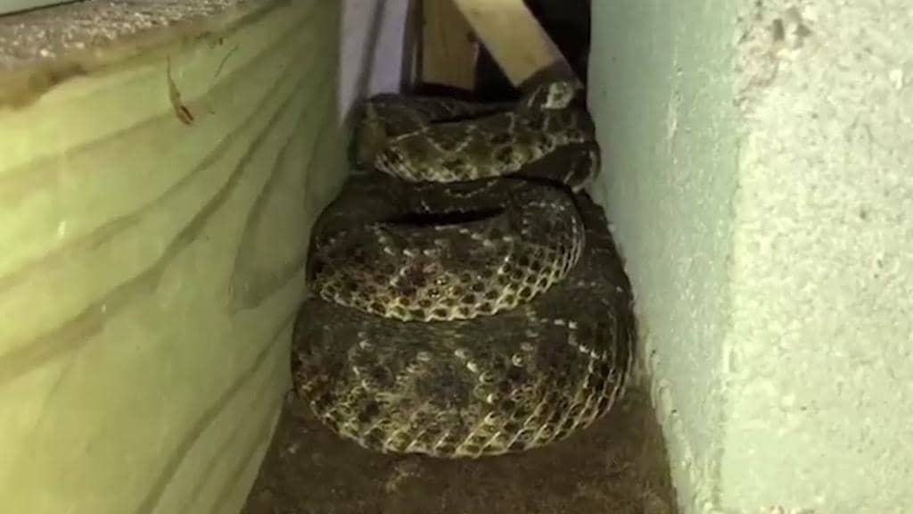 4 Things To Do If You Find A Snake In Your Home