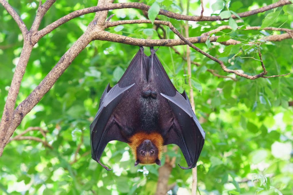 6 Sounds And Noises That Scare Bats Away