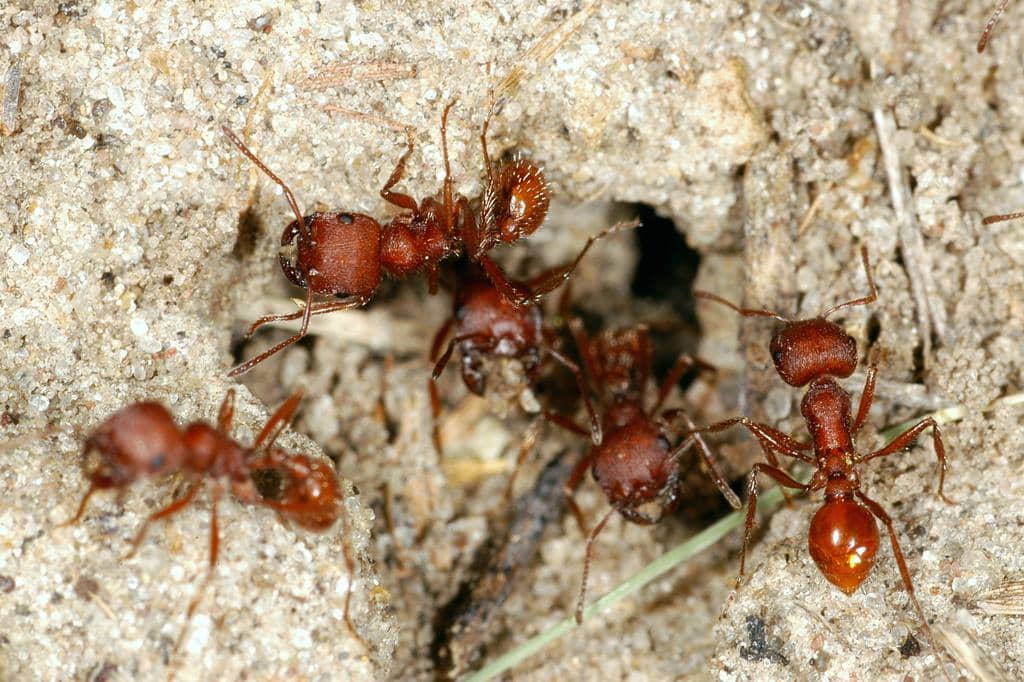 7 Insects That Eat Ants: In-Depth Look