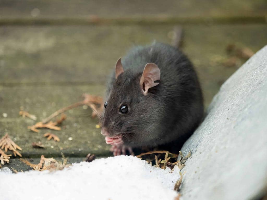 5 Sounds And Noises That Rats Make (How To Identify Them)