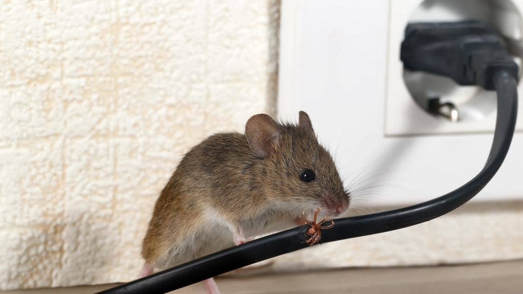 How To Use Dryer Sheets To Keep Mice Out Of Your RV