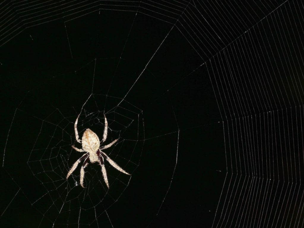 6 Reasons Why Spiders Will Not Crawl On You At Night (Probably)