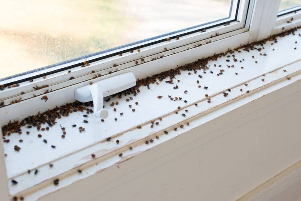 7 Reasons Why Gnats Are In Your Home (Cause And Solutions)