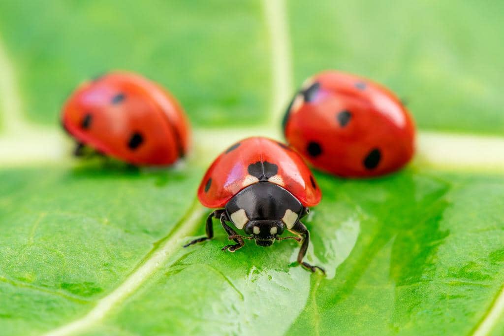 4 Ways To Attract Ladybugs To Your Garden