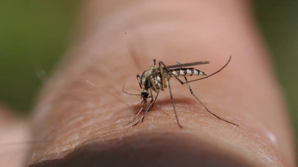 7 Places Mosquitoes Go During The Winter (And When They Return)