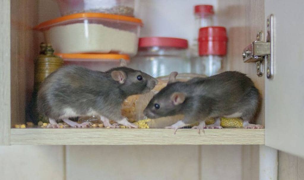 How To Use Cleaning Vinegar To Keep Mice Out