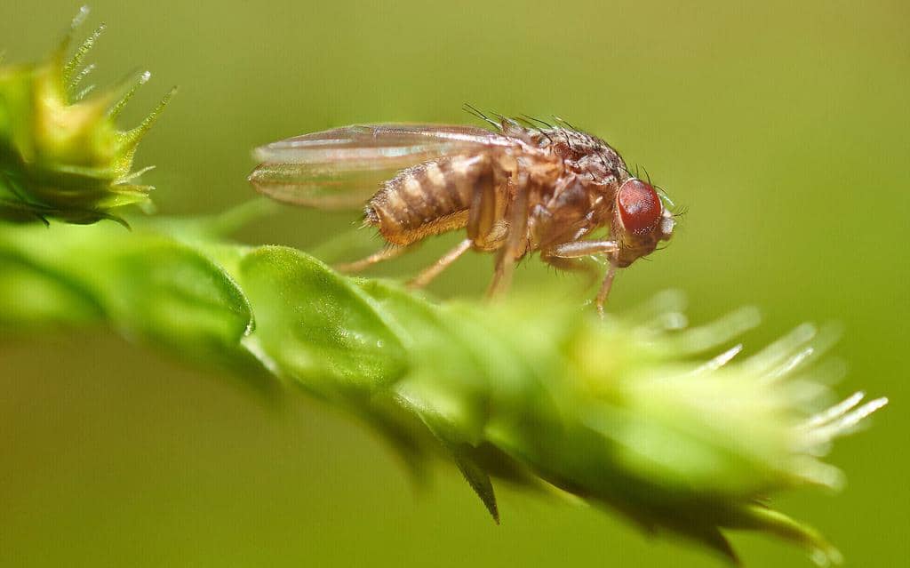 5 Scents That Fruit Flies Hate (And How To Use Them)