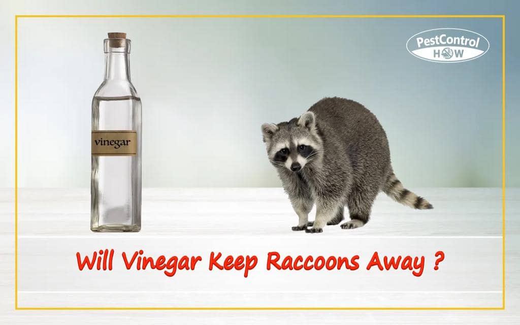 How To Naturally Keep Mice Away Using Vinegar