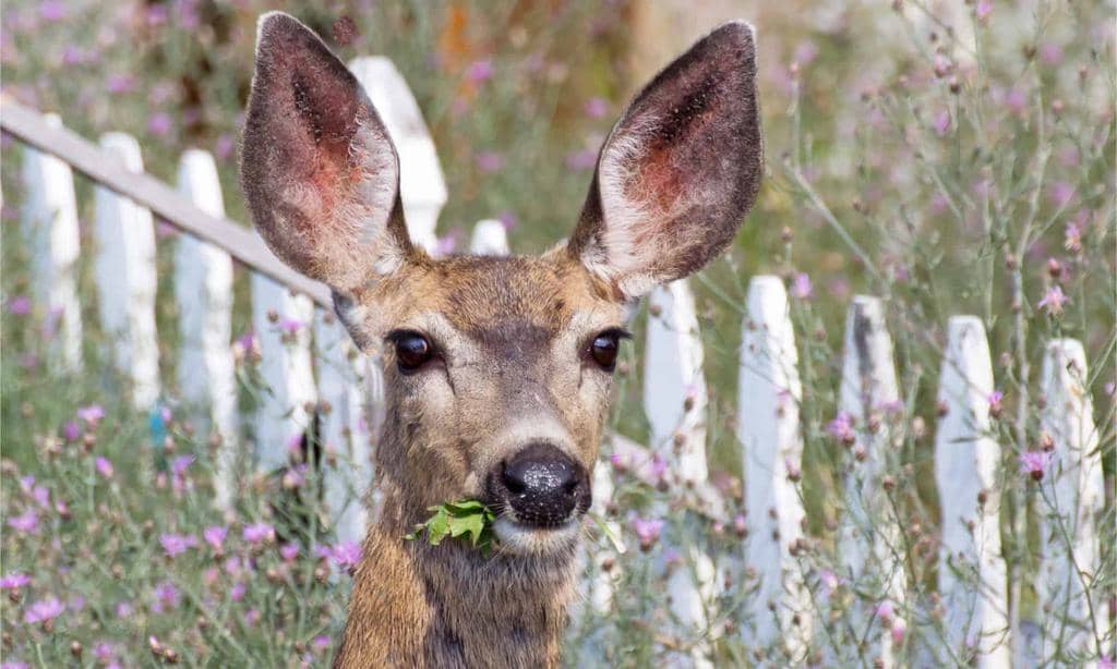 7 Animals That Deer Eat (And Why They Eat Them)