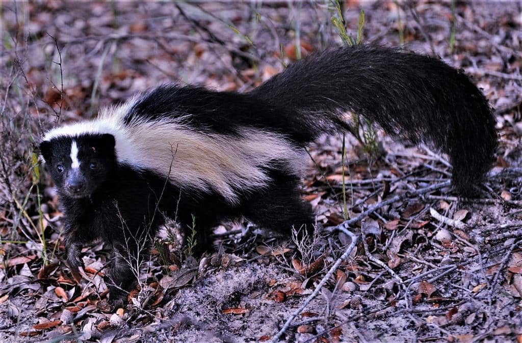 What Does It Mean When You Smell Skunk At Night?