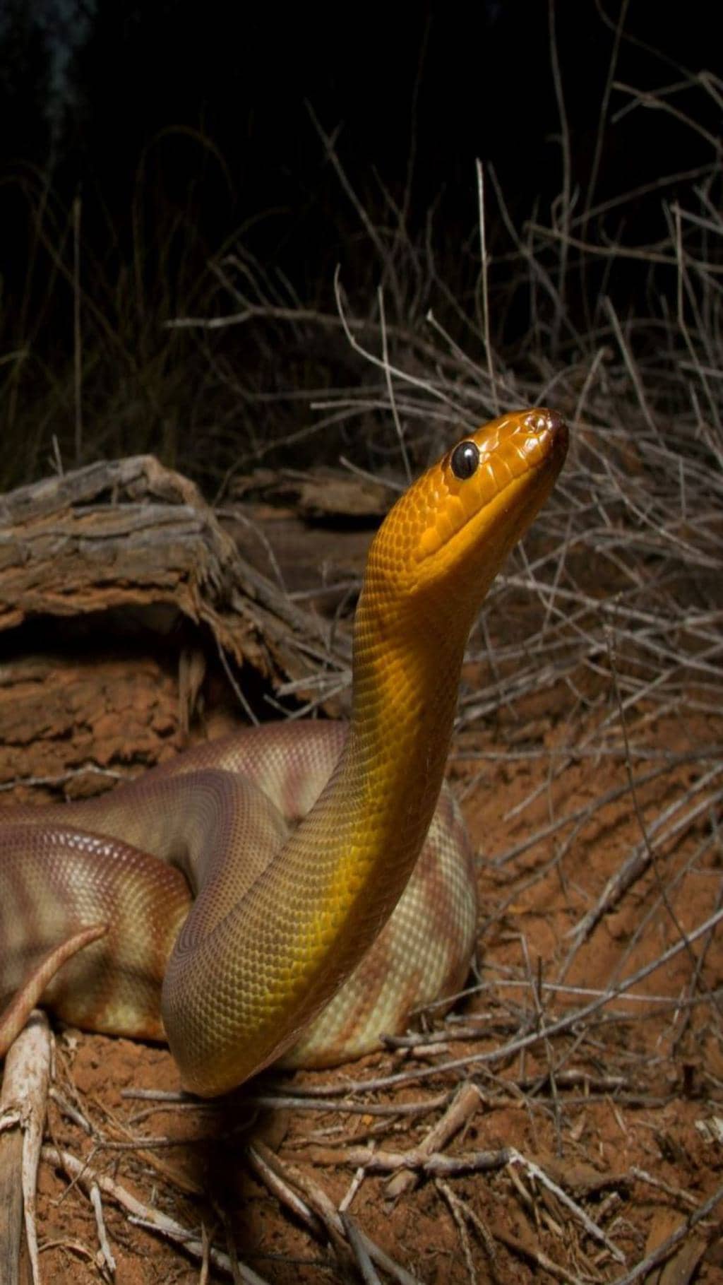8 Places Snakes Go At Night (And How To Spot Them)