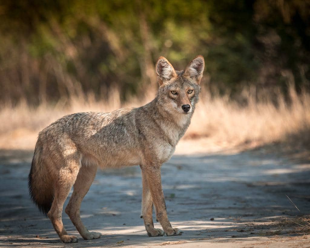 4 Best Coyote Repellents (And How To Use Them)