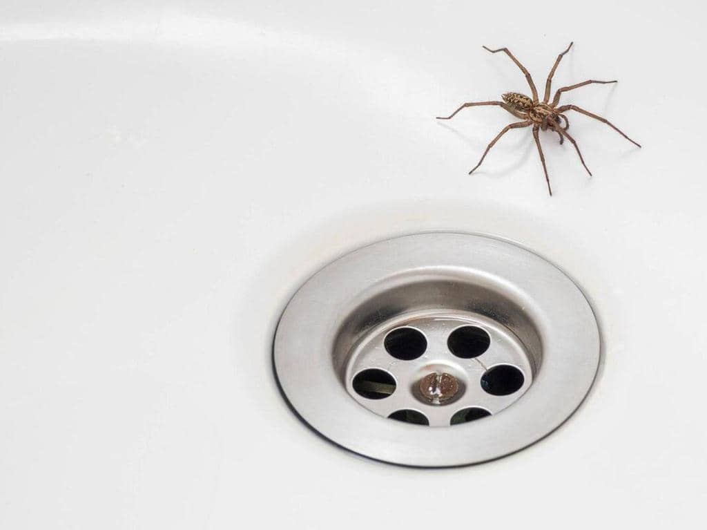 11 Ways To Keep Spiders Out Of Your Shower And Bathroom