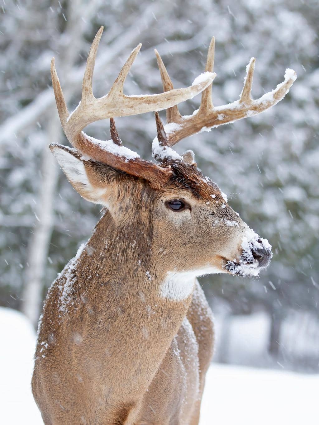 6 Places Deer Go During The Winter (And When They Return)