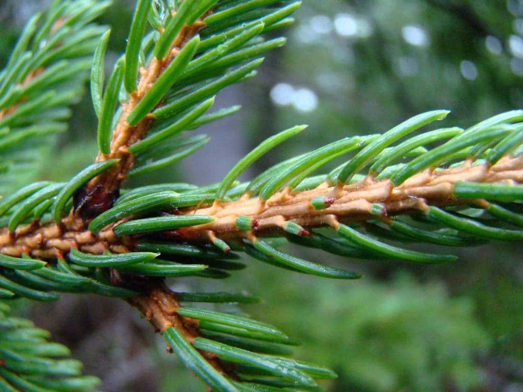 Using Pine Needles To Naturally Repel Mice (Find out How)