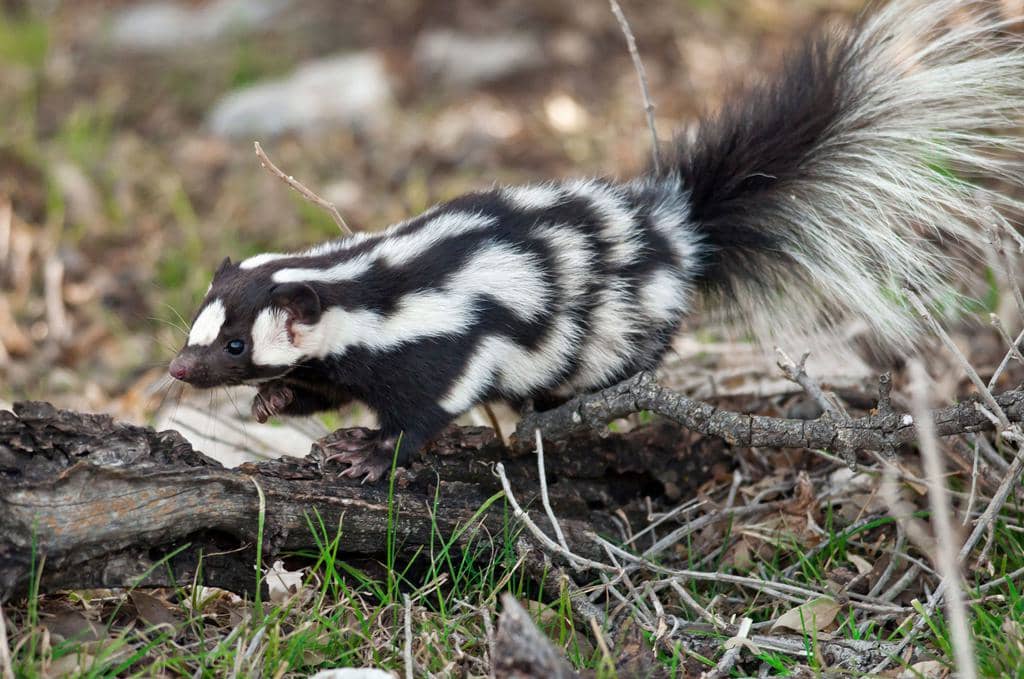 15 Scents That Skunks Hate (And How To Use Them)