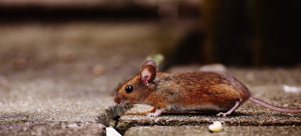 Aluminum Foil: Why It Works To Keep Mice Away (And How!)