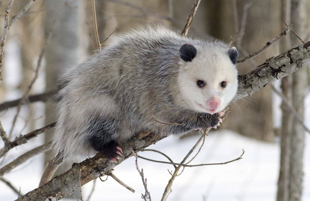 Does Barbed Wire Stop Possums & Opossums?